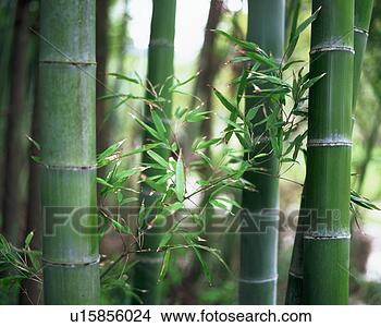 Banco de Imagem - bambu,  troncos. 
fotosearch - busca 
de fotos, imagens 
e clipart