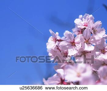 Stock Photo - cherry blossoms. 
fotosearch - search 
stock photos, 
pictures, images, 
and photo clipart