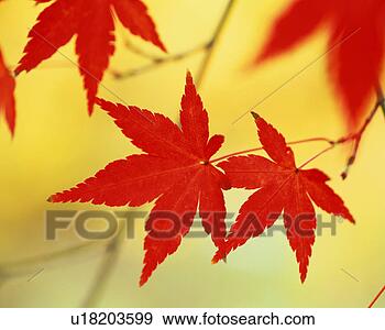Arquivo Fotográficos - fim,  cima,  vívido, 
 vermelho,  maple, 
 folhas. fotosearch 
- busca de fotos, 
imagens e clipart