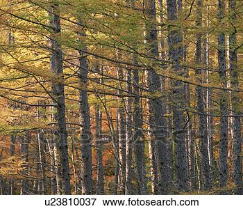 Picture - forest trees. 
fotosearch - search 
stock photos, 
pictures, images, 
and photo clipart