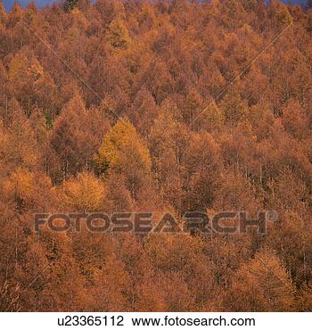 Banco de Imagem - frente,  vista, 
 denso,  coniferous, 
 árvores,  madeiras. 
fotosearch - busca 
de fotos, imagens 
e clipart