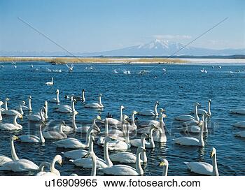 Banco de Imagem - grande,  grupo, 
 cisnes,  natação, 
 lago. fotosearch 
- busca de fotos, 
imagens e clipart