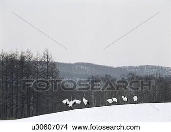 Banco de Imagem - red-crowned,  
guindastes,  hokkaido, 
 japão. fotosearch 
- busca de fotos, 
imagens e clipart
