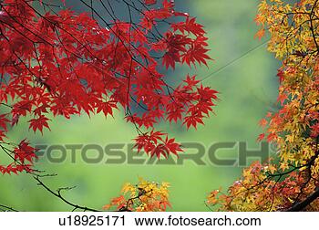 Stock Photography - red maple leaves. 
fotosearch - search 
stock photos, 
pictures, images, 
and photo clipart