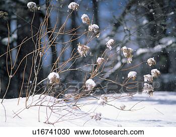 Stock Photography - snow accumulated 
on twigs. fotosearch 
- search stock 
photos, pictures, 
images, and photo 
clipart
