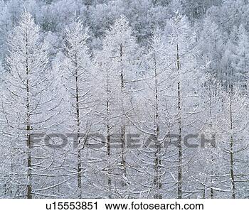 Stock Photography - snow covered trees, 
japan. fotosearch 
- search stock 
photos, pictures, 
images, and photo 
clipart