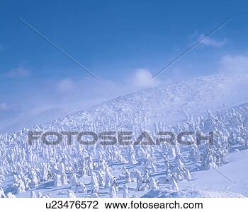 Stock Photo - snow covered trees, 
japan. fotosearch 
- search stock 
photos, pictures, 
images, and photo 
clipart