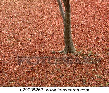 Banco de Imagem - vermelho,  folhas, 
 chão. fotosearch 
- busca de fotos, 
imagens e clipart