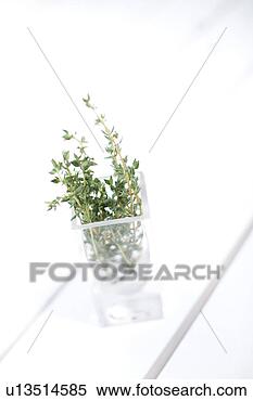 Stock Image - vase. fotosearch 
- search stock 
photos, pictures, 
images, and photo 
clipart