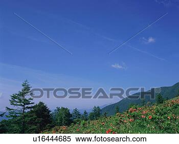 Stock Image - japanese azalea 
growing in field. 
fotosearch - search 
stock photos, 
pictures, images, 
and photo clipart