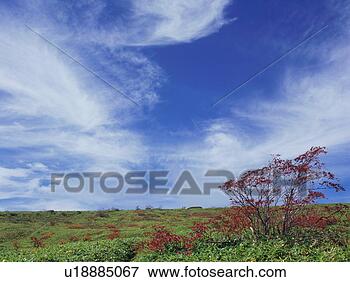 Picture - rowan tree in 
gunma prefecture, 
japan. fotosearch 
- search stock 
photos, pictures, 
images, and photo 
clipart