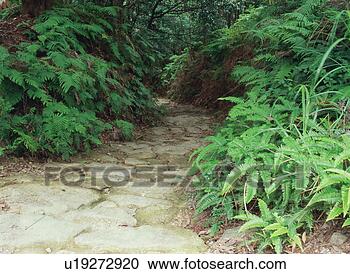Stock Photography - pilgrimage route 
in kumano. fotosearch 
- search stock 
photos, pictures, 
images, and photo 
clipart
