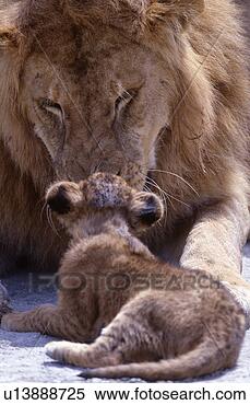 lion kissing its