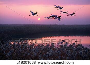 Stock Photo - flying red -crowned 
cranes in dusk. 
fotosearch - search 
stock photos, 
pictures, images, 
and photo clipart