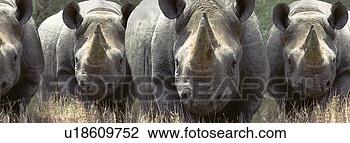 Stock Photo - rhinos charging. 
fotosearch - search 
stock photos, 
pictures, images, 
and photo clipart