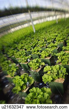 Picture - commercially grown 
plants in a greenhouse. 
fotosearch - search 
stock photos, 
pictures, images, 
and photo clipart