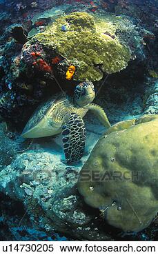 Stock Image - sea turtle. fotosearch 
- search stock 
photos, pictures, 
images, and photo 
clipart