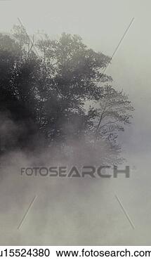 Stock Photography - tree shrouded 
in fog. fotosearch 
- search stock 
photos, pictures, 
images, and photo 
clipart