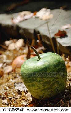 Stock Photo - autumn produce. 
fotosearch - search 
stock photos, 
pictures, images, 
and photo clipart