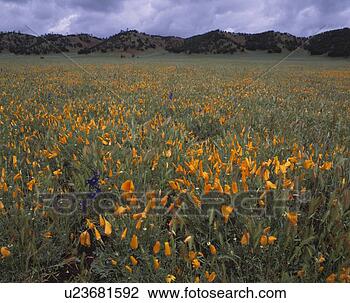 Stock Photo - california poppy 
blossoms, bear 
valley, california, 
usa. fotosearch 
- search stock 
photos, pictures, 
images, and photo 
clipart
