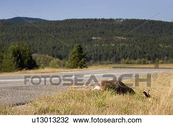 Stock Photo - dead animal on 
side of road. 
fotosearch - search 
stock photos, 
pictures, images, 
and photo clipart