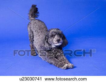 Stock Photography - a dog stretches. 
fotosearch - search 
stock photos, 
pictures, images, 
and photo clipart