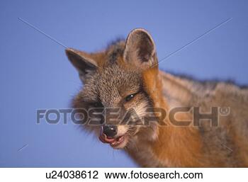 Stock Photo - gray fox. fotosearch 
- search stock 
photos, pictures, 
images, and photo 
clipart