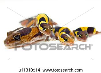 Stock Photo - a group of lizards. 
fotosearch - search 
stock photos, 
pictures, images, 
and photo clipart