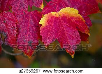 Picture - red and yellow 
leaves. fotosearch 
- search stock 
photos, pictures, 
images, and photo 
clipart