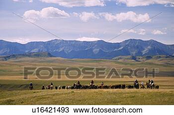 Stock Photo - rounding up the 
cattle. fotosearch 
- search stock 
photos, pictures, 
images, and photo 
clipart