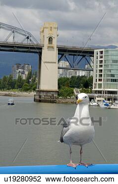 Stock Photo - seagull perched. 
fotosearch - search 
stock photos, 
pictures, images, 
and photo clipart