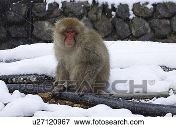 Picture - snow monkey sitting 
in snow. fotosearch 
- search stock 
photos, pictures, 
images, and photo 
clipart
