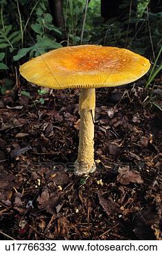 Stock Photo - amanita mushroom. 
fotosearch - search 
stock photos, 
pictures, images, 
and photo clipart