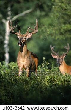 Stock Photo - animals in the 
wild. fotosearch 
- search stock 
photos, pictures, 
images, and photo 
clipart