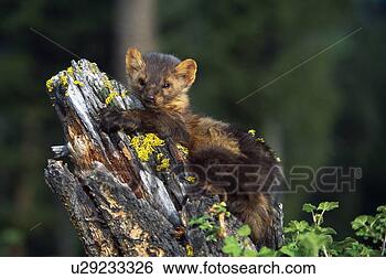 Stock Photo - marten (martes 
americana) on 
mossy tree stump. 
fotosearch - search 
stock photos, 
pictures, images, 
and photo clipart