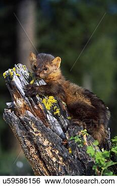 Stock Photo - marten (martes 
americana) on 
mossy tree stump. 
fotosearch - search 
stock photos, 
pictures, images, 
and photo clipart