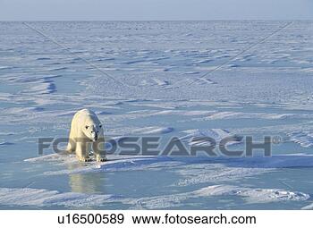 Stock Photograph - single polar bear. 
fotosearch - search 
stock photos, 
pictures, images, 
and photo clipart