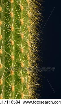 Stock Photo - cactus. fotosearch 
- search stock 
photos, pictures, 
images, and photo 
clipart