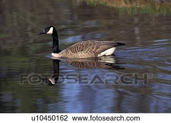 Stock Photo - canada goose in 
water with reflection. 
fotosearch - search 
stock photos, 
pictures, images, 
and photo clipart