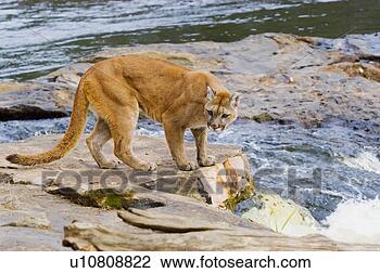 Stock Photo - cougar at river. 
fotosearch - search 
stock photos, 
pictures, images, 
and photo clipart
