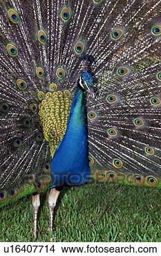 Stock Photo - peacock with plumage. 
fotosearch - search 
stock photos, 
pictures, images, 
and photo clipart