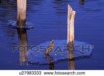 Stock Photo - springtime thaw. 
fotosearch - search 
stock photos, 
pictures, images, 
and photo clipart