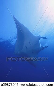 Stock Image - stingray. fotosearch 
- search stock 
photos, pictures, 
images, and photo 
clipart