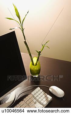 Stock Photo - computer on desk 
with lucky bamboo 
in vase. fotosearch 
- search stock 
photos, pictures, 
images, and photo 
clipart