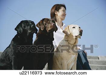 Stock Photo - young woman and 
labrador retrievers. 
fotosearch - search 
stock photos, 
pictures, images, 
and photo clipart