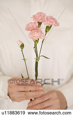 Stock Photograph - young woman holding 
carnation. fotosearch 
- search stock 
photos, pictures, 
images, and photo 
clipart