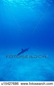 Stock Photo - a spectacular 
view of dolphin 
swimming underwater. 
fotosearch - search 
stock photos, 
pictures, images, 
and photo clipart