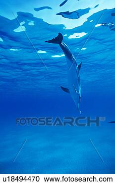 Stock Photography - a spectacular 
view of dolphin 
swimming underwater. 
fotosearch - search 
stock photos, 
pictures, images, 
and photo clipart
