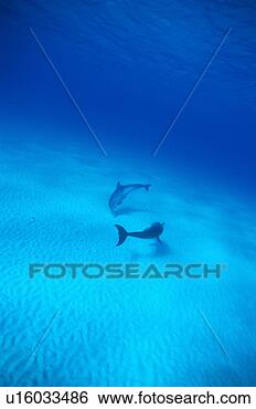 Stock Photo - a spectacular 
view of dolphins 
swimming underwater. 
fotosearch - search 
stock photos, 
pictures, images, 
and photo clipart
