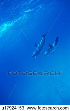 Stock Photo - a spectacular 
view of dolphins 
swimming underwater. 
fotosearch - search 
stock photos, 
pictures, images, 
and photo clipart